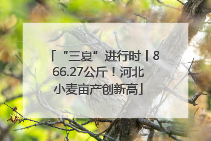 “三夏”进行时丨866.27公斤！河北小麦亩产创新高