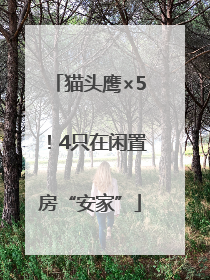 猫头鹰×5！4只在闲置房“安家”