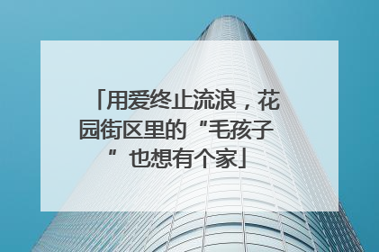 用爱终止流浪，花园街区里的“毛孩子”也想有个家