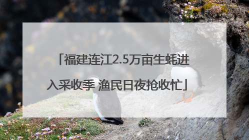 福建连江2.5万亩生蚝进入采收季 渔民日夜抢收忙