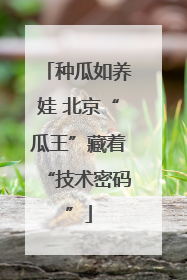 种瓜如养娃 北京“瓜王”藏着“技术密码”