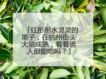 红彤彤水灵灵的果子，在杭州街头大量成熟，看着诱人但能吃吗？