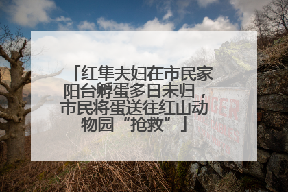 红隼夫妇在市民家阳台孵蛋多日未归，市民将蛋送往红山动物园“抢救”