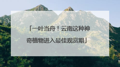 一叶当舟！云南这种神奇植物进入最佳观赏期