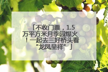 不收门票，1.5万平方米月季园爆火！一起去三好桥头看“龙凤呈祥”