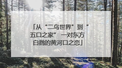 从“二鸟世界”到“五口之家” 一对东方白鹳的黄河口之恋