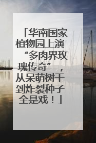 华南国家植物园上演“多肉界玫瑰传奇”，从呆萌树干到炸裂种子全是戏！