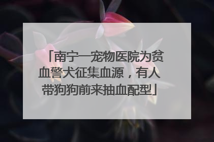 南宁一宠物医院为贫血警犬征集血源，有人带狗狗前来抽血配型