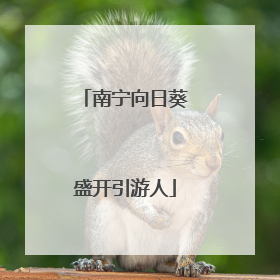 南宁向日葵盛开引游人