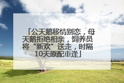 公天鹅移情别恋，母天鹅拒绝相亲，饲养员将“新欢”送走，时隔10天原配重逢