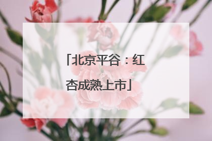 北京平谷：红杏成熟上市