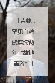 吉林：罕见白鸬鹚连续两年“故地重游”