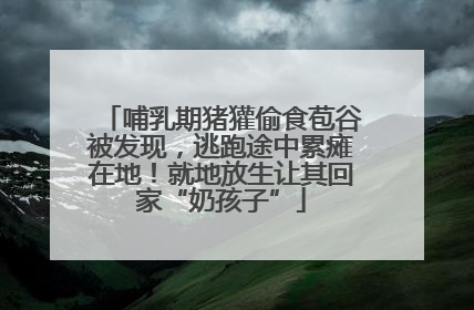 哺乳期猪獾偷食苞谷被发现，逃跑途中累瘫在地！就地放生让其回家“奶孩子”