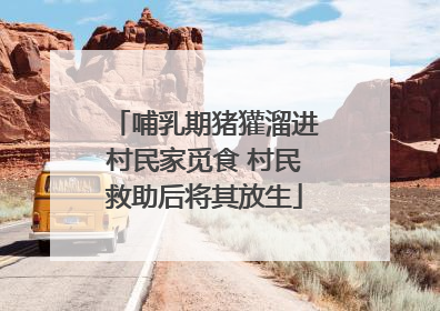 哺乳期猪獾溜进村民家觅食 村民救助后将其放生