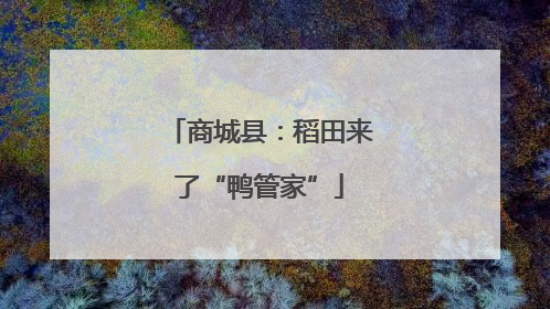 商城县：稻田来了“鸭管家”