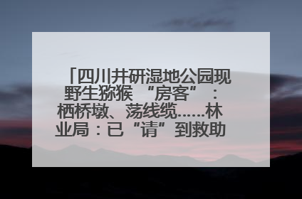 四川井研湿地公园现野生猕猴 “房客”：栖桥墩、荡线缆……林业局：已“请”到救助站，将放归自然
