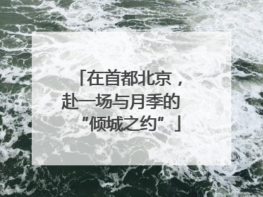 在首都北京，赴一场与月季的“倾城之约”