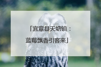 宜章县天塘镇：蓝莓飘香引客来