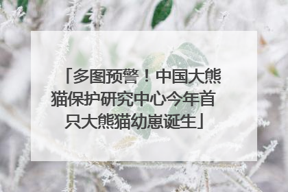 多图预警！中国大熊猫保护研究中心今年首只大熊猫幼崽诞生