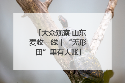 大众观察·山东麦收一线丨“无形田”里有大账