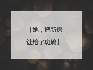 她，把新房让给了斑鸠