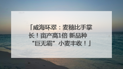 威海环翠：麦穗比手掌长！亩产高1倍 新品种“巨无霸”小麦丰收！