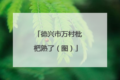 德兴市万村枇杷熟了（图）