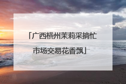 广西横州茉莉采摘忙 市场交易花香飘