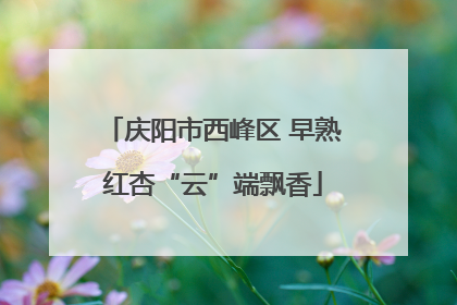 庆阳市西峰区 早熟红杏“云”端飘香