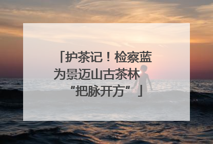 护茶记！检察蓝为景迈山古茶林 “把脉开方”