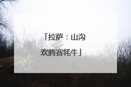 拉萨：山沟欢腾赛牦牛