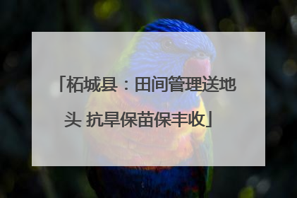 柘城县:田间管理送地头 抗旱保苗保丰收