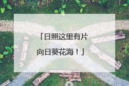日照这里有片向日葵花海!
