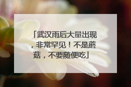 武汉雨后大量出现，非常罕见！不是蘑菇，不要随便吃