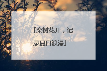 栾树花开，记录夏日浪漫