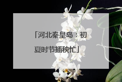 河北秦皇岛：初夏时节插秧忙