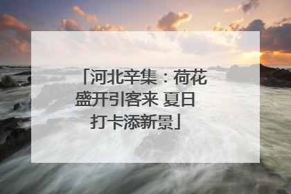 河北辛集：荷花盛开引客来 夏日打卡添新景