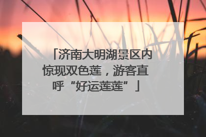 济南大明湖景区内惊现双色莲，游客直呼“好运莲莲”