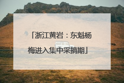 浙江黄岩：东魁杨梅进入集中采摘期