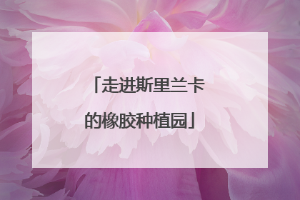 走进斯里兰卡的橡胶种植园