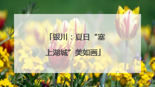 银川：夏日“塞上湖城”美如画