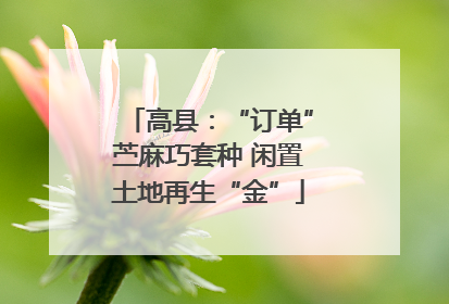 高县：“订单”苎麻巧套种 闲置土地再生“金”