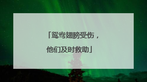 鸳鸯翅膀受伤，他们及时救助