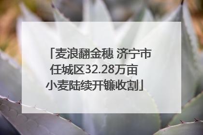 麦浪翻金穗 济宁市任城区32.28万亩小麦陆续开镰收割