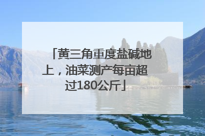 黄三角重度盐碱地上，油菜测产每亩超过180公斤